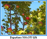 Еще яблочки :-)