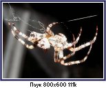 На этом фото видно, как паук вяжет узелки!